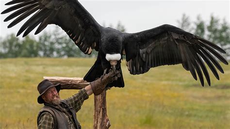 Silkeborg Ørnereservat, Rovfugleshow & Bisonfarm